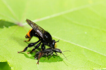 コメツキ（サビキコリ）を捕らえたオオイシアブ（自然光＆ストロボ・マクロレンズ接写）