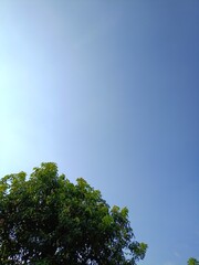 tree and sky