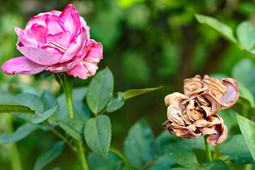 Old Rose Flower.