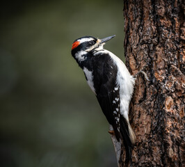 spotted woodpecker