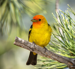 western tanager