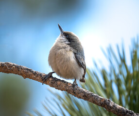 Fototapeta premium pygmy nuthatch spotted