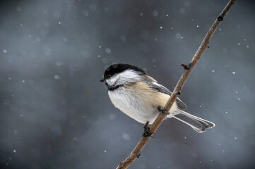 black capped mountain chickadee © Taylor