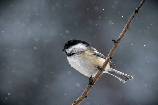 black capped mountain chickadee