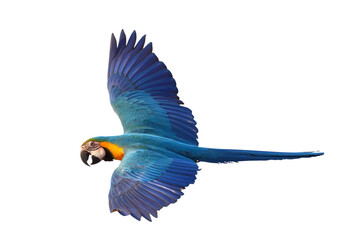 Colorful flying Blue and Gold Macaw parrot isolated on transparent background png file