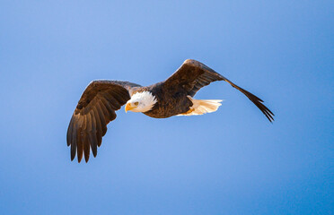 american bald eagle