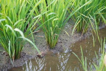 close up view of rice tree