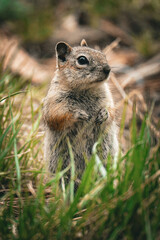 chipmunk in the forest