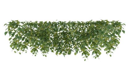 Plants bush green leaves Hanging isolated  on transparent background.