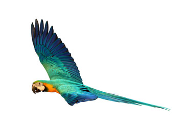 Colorful flying Blue and Gold Macaw parrot isolated on transparent background png file