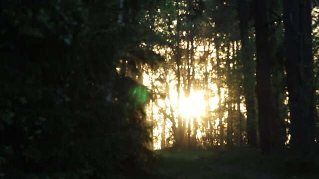 Stockholm, Sweden A mysterious view of the sun setting through the forest. 