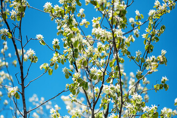 Delicate tree flowers blooming against sky.