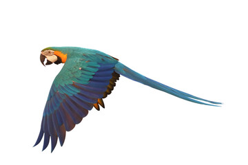 Colorful flying Blue and Gold Macaw parrot isolated on transparent background png file