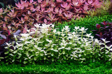Bacopa white in Colorful planted aquarium tank. Aquatic plants tank. Dutch inspired aquascaping with colorful aquatic stem plants. Aquarium garden, selective focus 