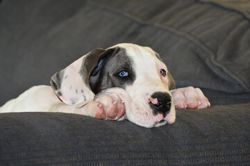 Great Dane Puppy, Blue Piebald