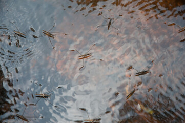 Walking on water