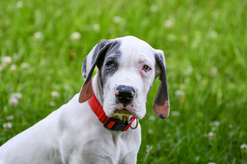 Great Dane Puppy, Blue Piebald