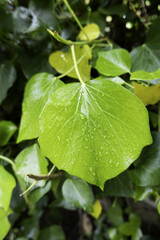 Wet green leaf