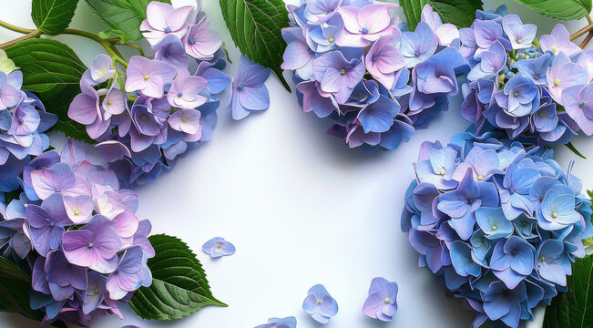 Hydrangea Border for Seasonal Design Explanation, This prompt involves capturing a border or arrangement of hydrangea flowers suitable for seasonal design projects
