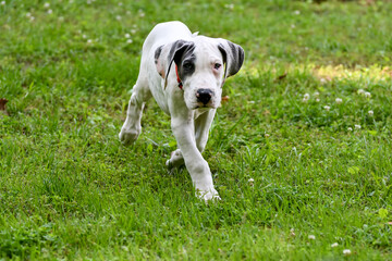 Great Dane Puppy, Blue Piebald