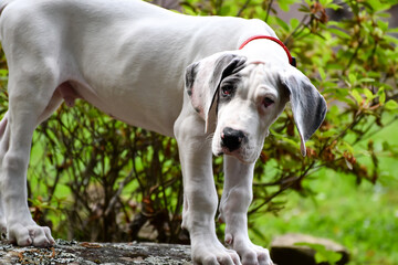 Great Dane Puppy, Blue Piebald