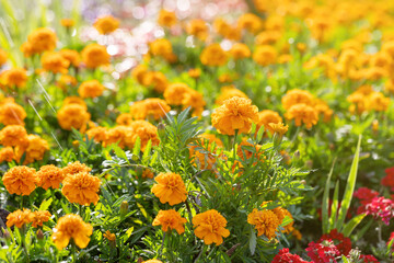 Marigolds blooming in the park