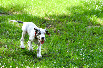 Great Dane Puppy, Blue Piebald