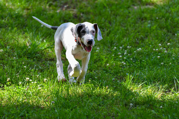 Great Dane Puppy, Blue Piebald