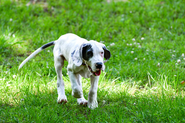 Great Dane Puppy, Blue Piebald