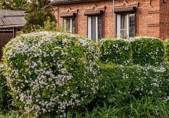 Bushes covered with white flowers against the background of a brick house.