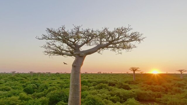 Birds fly around unique endemic Baobab tree (Adansonia Grandidieri) in Madagascar at sunset. Avenue of the Baobabs in the evening. Aerial drone view 4K).