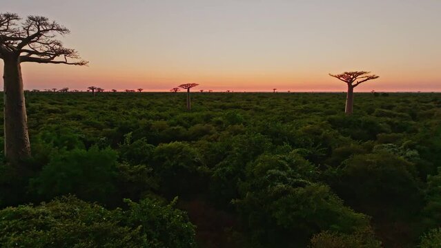 Unique endemic Baobab trees in Madagascar after sunset. Avenue of the Baobabs in the evening. Aerial drone view (4K).