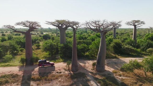 Off-road SUV fully loaded car driving on a dusty road above unique baobab trees in Madagascar, Africa (4K).