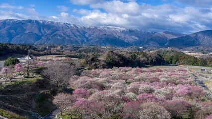 展望台から見下ろす満開のカラフルな梅の花に囲まれた公園の情景