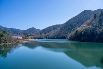 Fototapeta na wymiar 青空バックに見る満開の桜に囲まれた大野ダムの情景