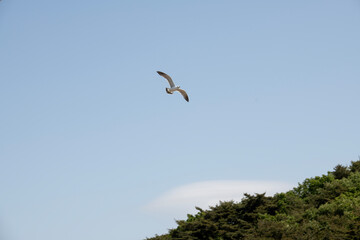 View of the flying seagull in the sky