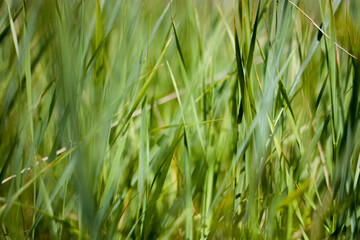 Lush grass in the meadow close-up. Grass stems on a sunny day. Fresh grass close-up on a blurry background.