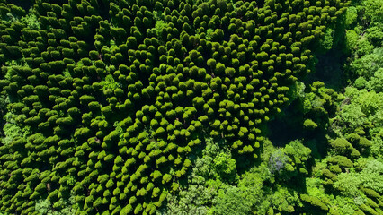 Drone aerial view of spectacular mountain forest landscapes. Directly above view. Dynamic natural...