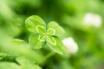 公園の草むらで見つけた四つ葉のクローバー