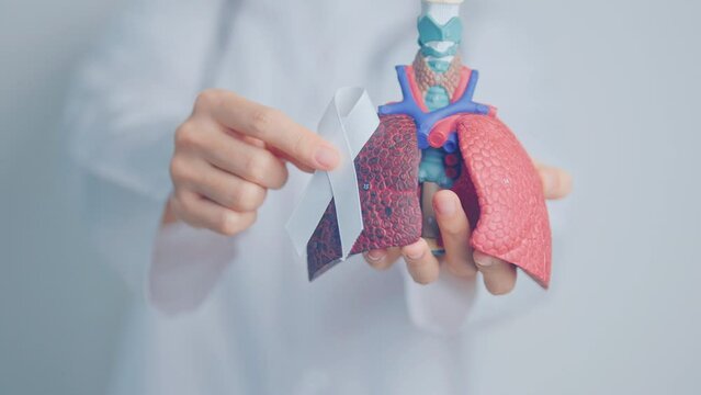 November Lung Cancer Awareness month. Doctor with Smoker Lung anatomy model and White ribbon in hospital. Healthcare and World Cancer day concept
