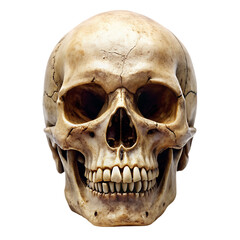 Obraz premium skull on transparent background