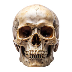 Obraz premium skull on transparent background