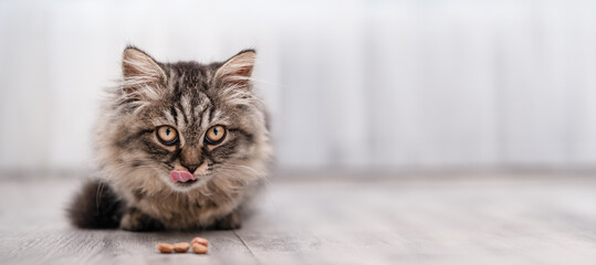 Cute brown fluffy kitten eating food from the floor