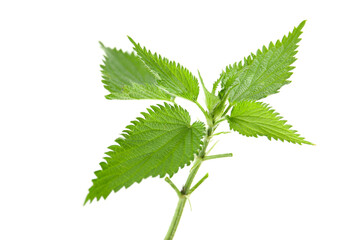 fresh leaves of nettle isolated on a white background