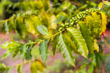 the photo of coffee plant with full of raw coffee berries