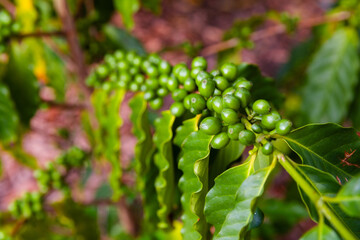 the photo of coffee plant with full of raw coffee berries