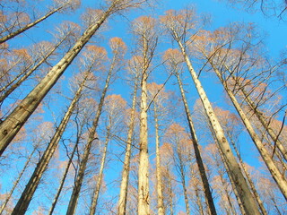 冬の水元公園のメタセコイアと青空