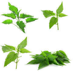 fresh leaves of nettle isolated on a white background
