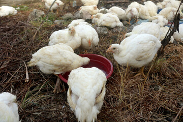 broilers. will be cut for consumption. broiler farming.