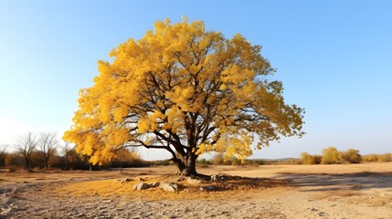 Vibrant Autumn Tree in Golden Hour
